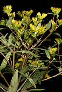 Image of coastal plain yellowtops