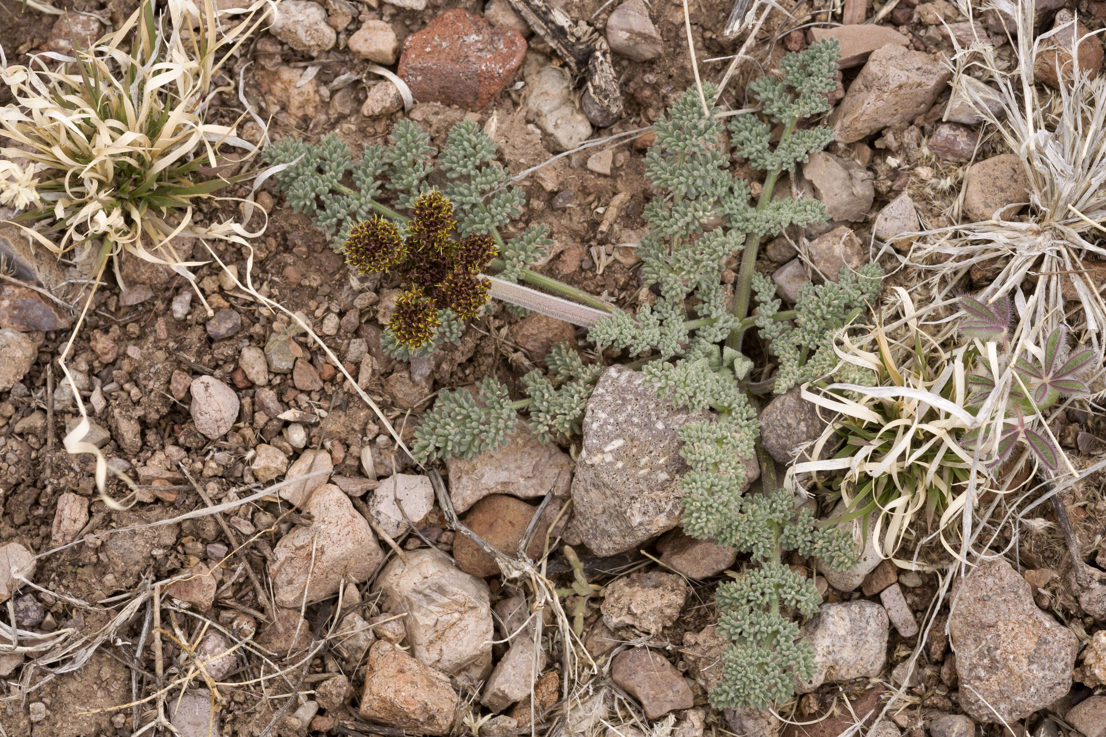 Image of desert biscuitroot