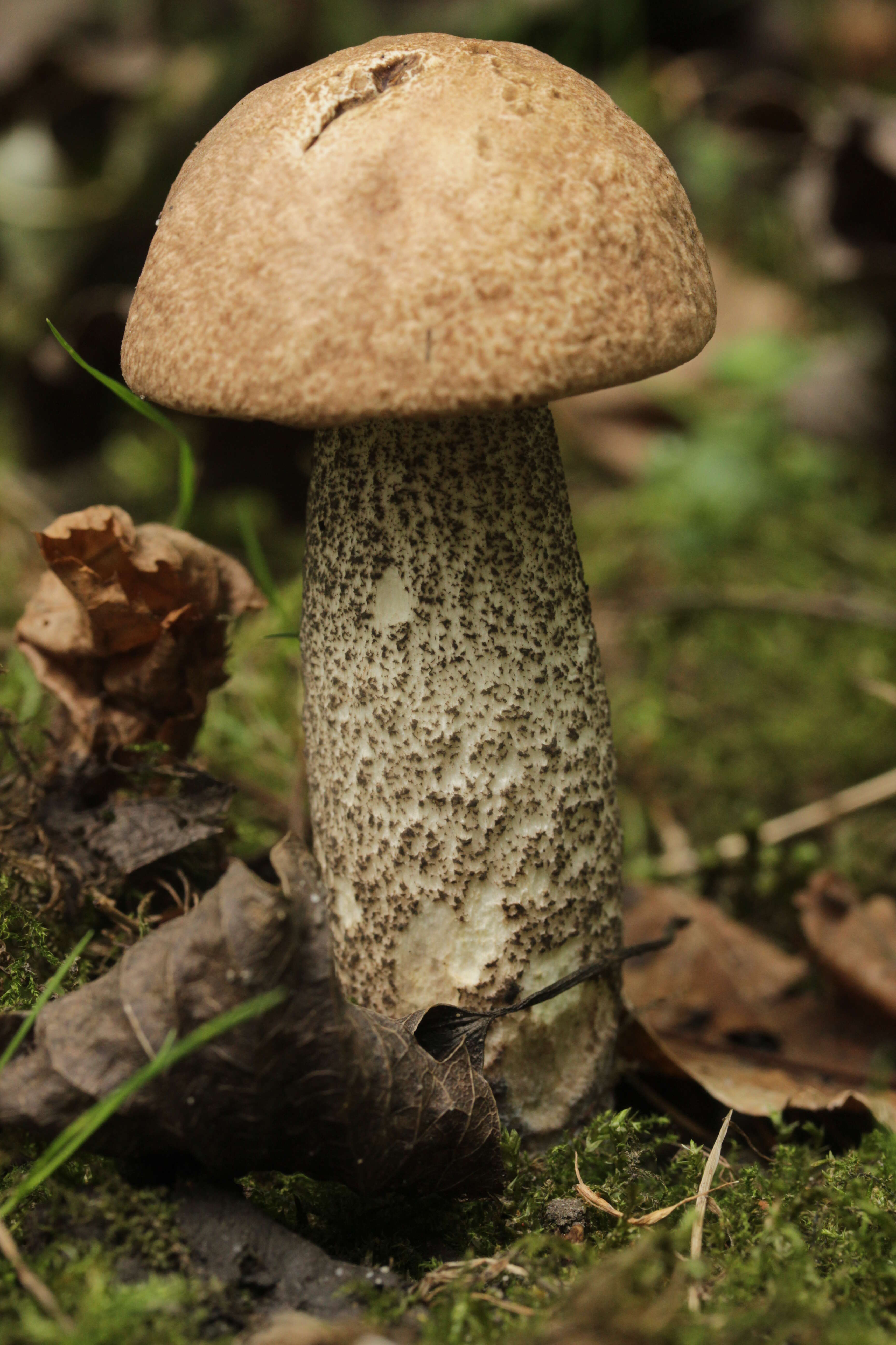 Image of Leccinum scabrum (Bull.) Gray 1821