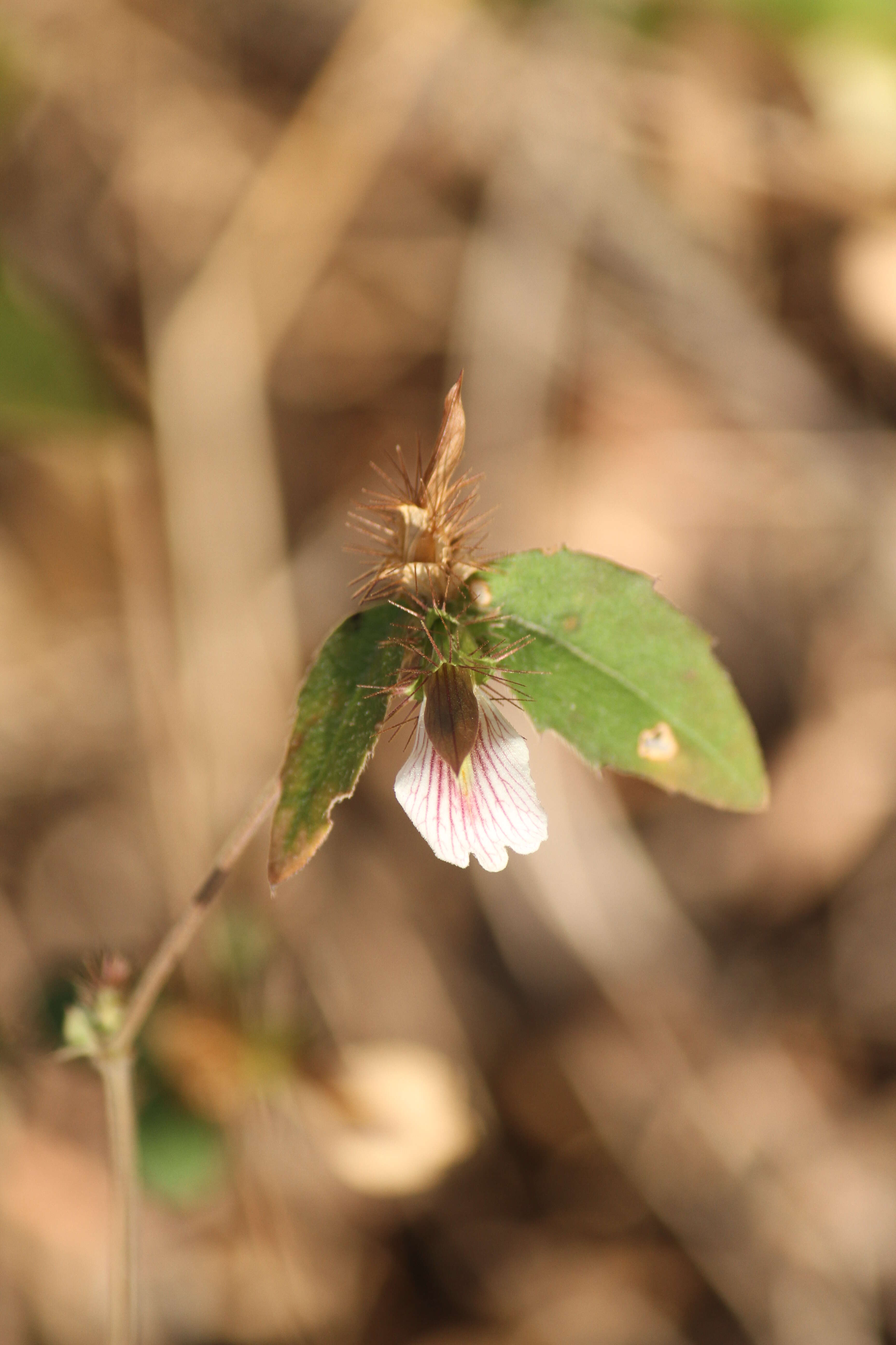 Blepharis maderaspatensis (L.) Heyne ex Roth resmi