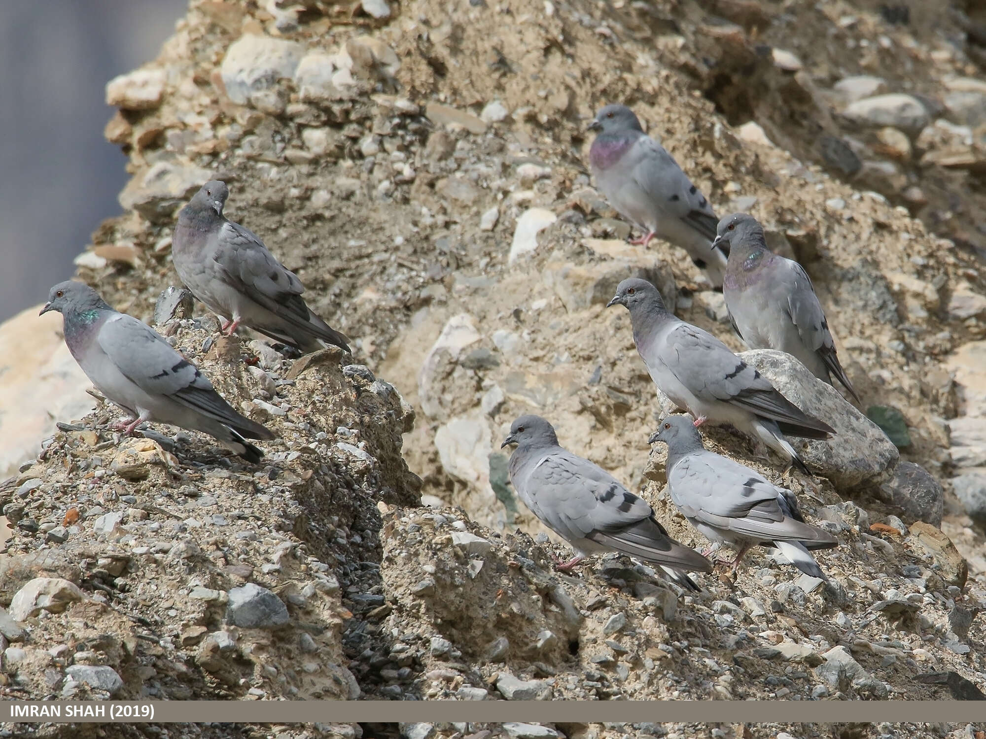 Image of Hill Pigeon