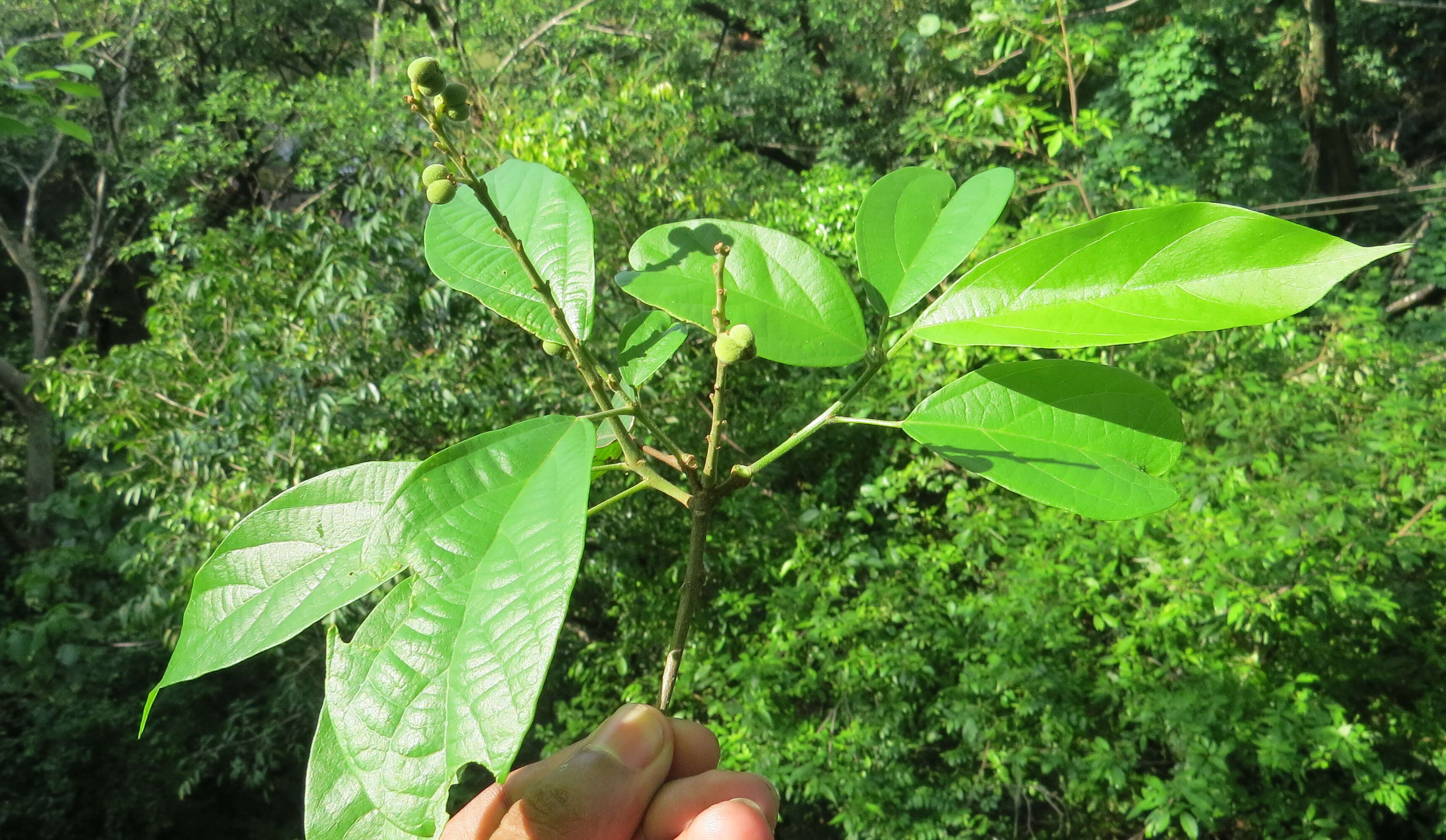 Image of Mallotus rhamnifolius (Willd.) Müll. Arg.