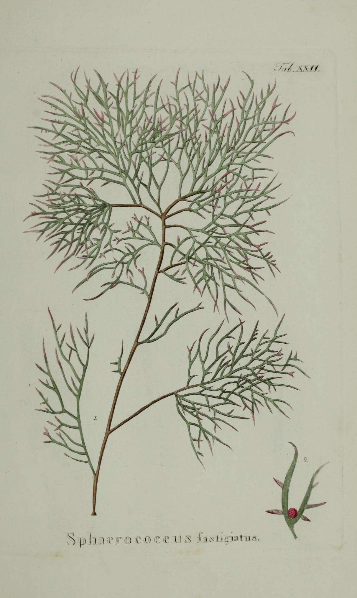 Image of Furcellaria