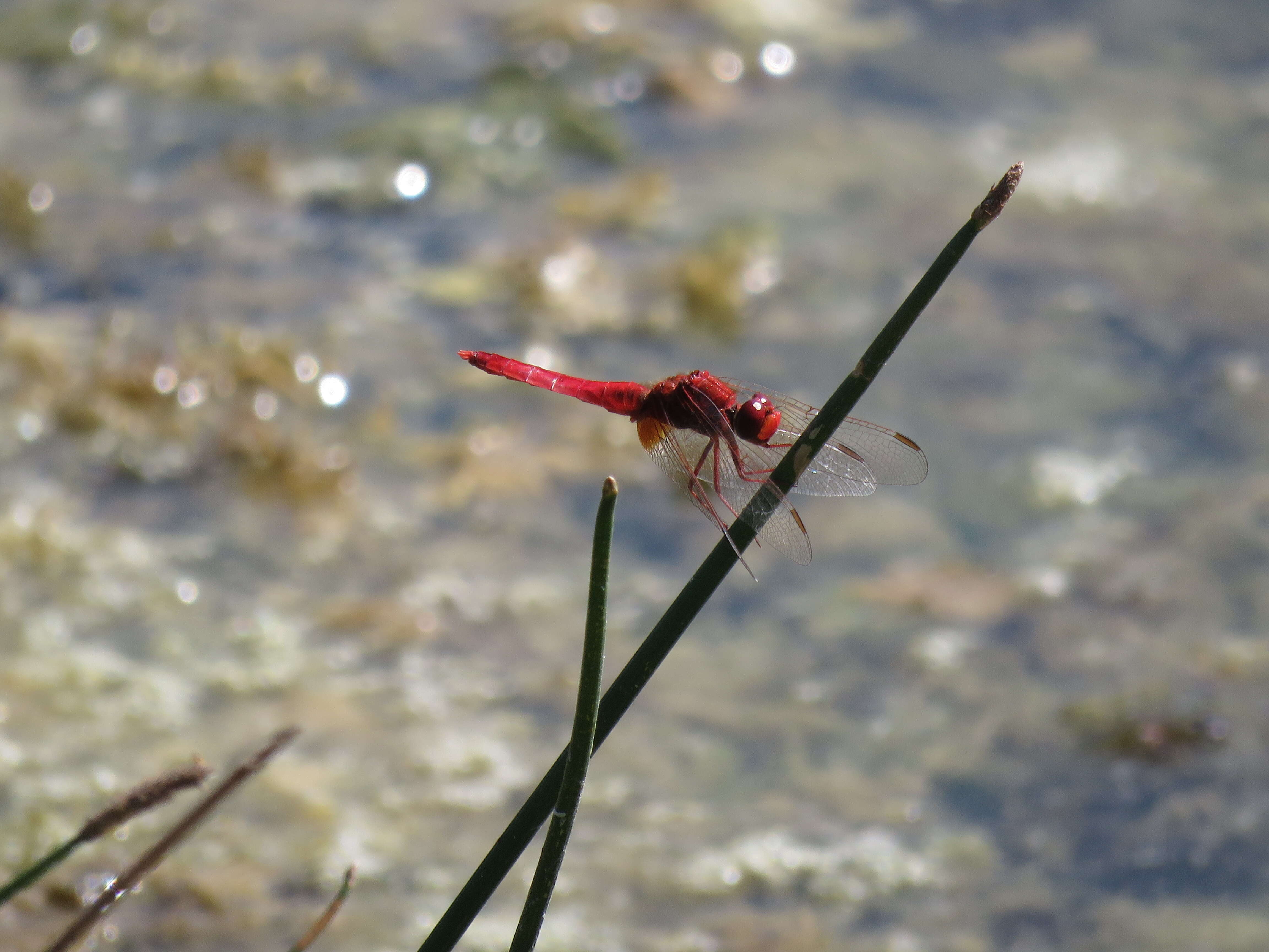 Image of Broad Scarlet