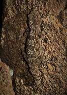 Image of Namaqua Thick-toed Gecko