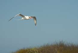 Image of Red-billed Tropicbird