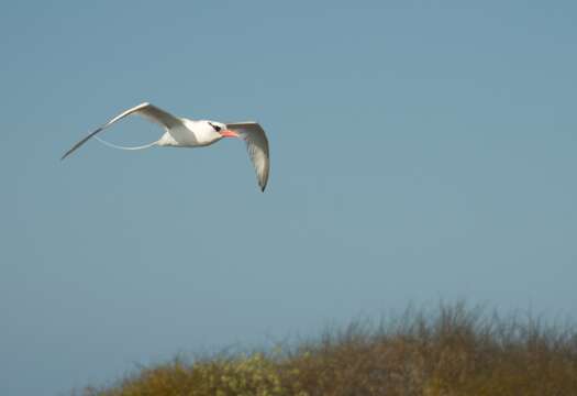 Image of Red-billed Tropicbird