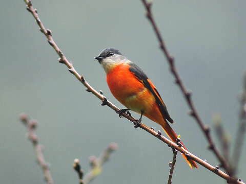 Image of Grey-chinned Minivet