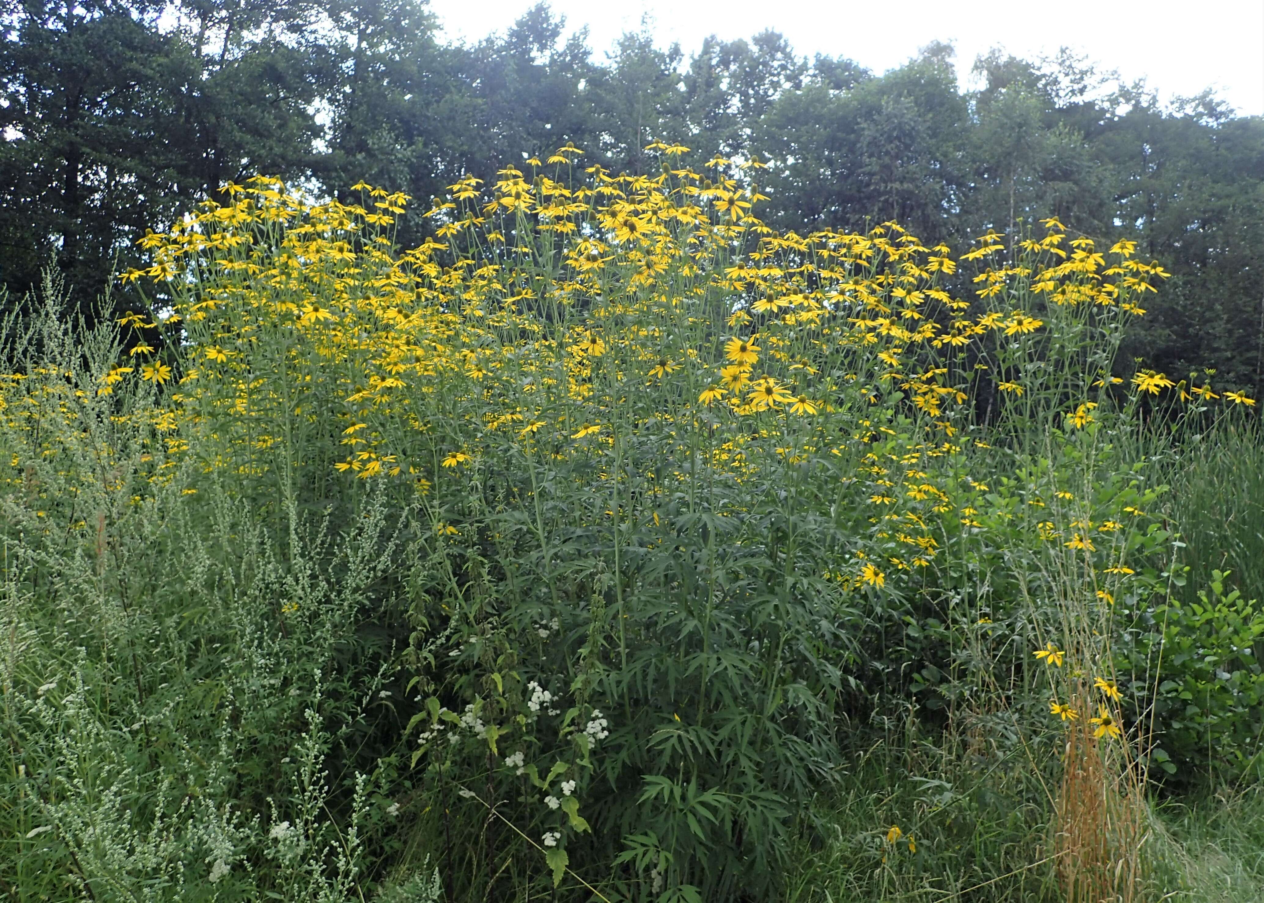 Image of cutleaf coneflower