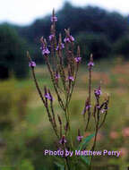 Image of swamp verbena