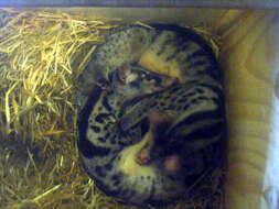 Image of Owston's Banded Civet