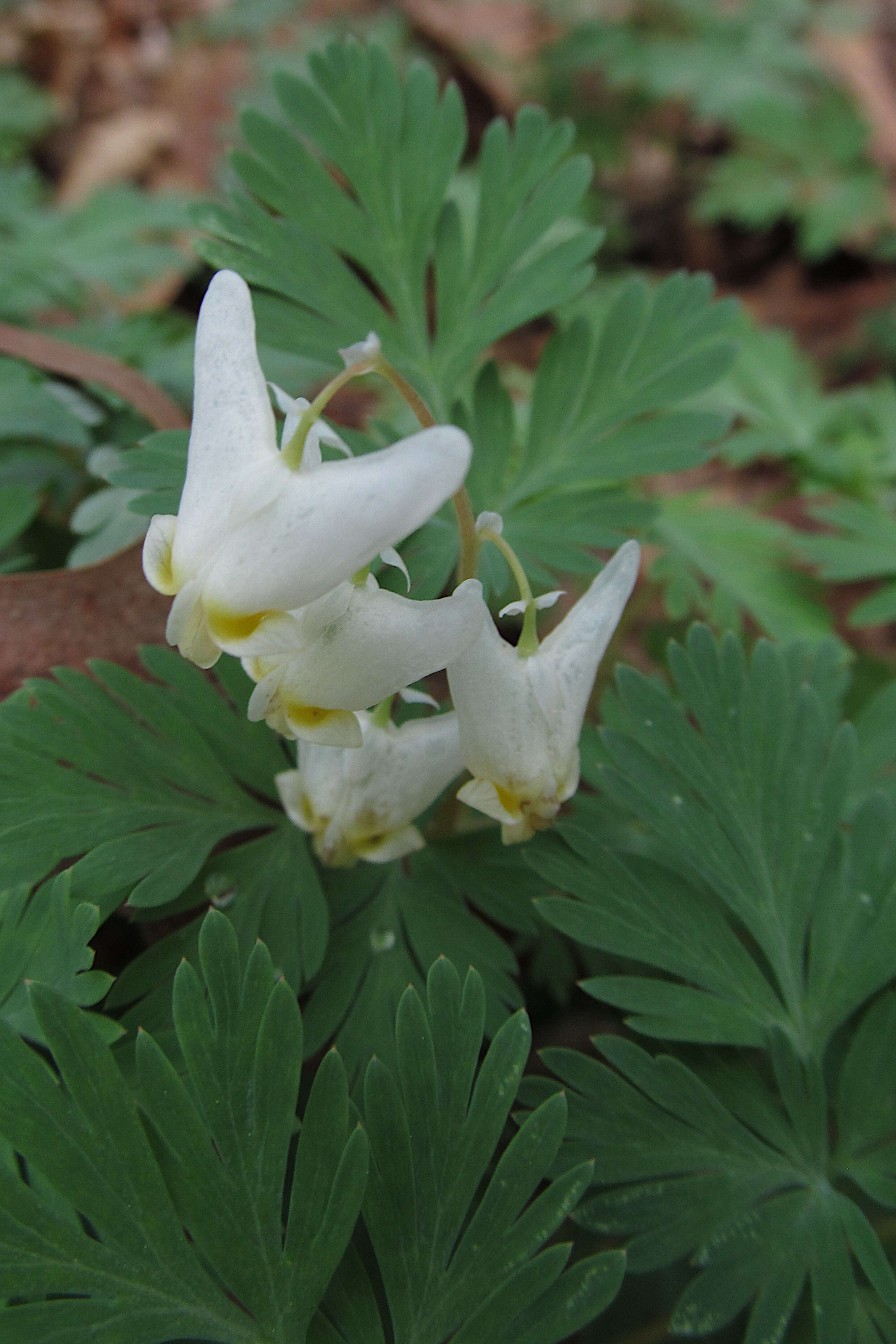 Image of dutchman's breeches