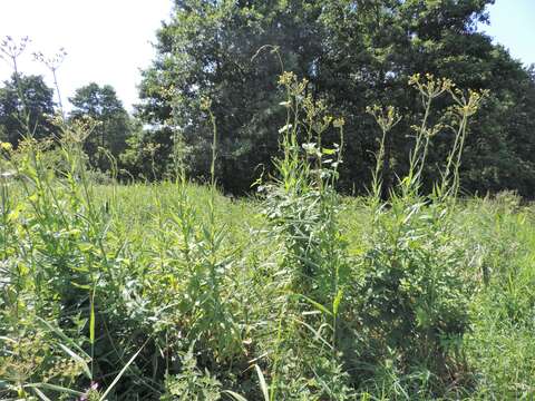 Image of marsh sow-thistle