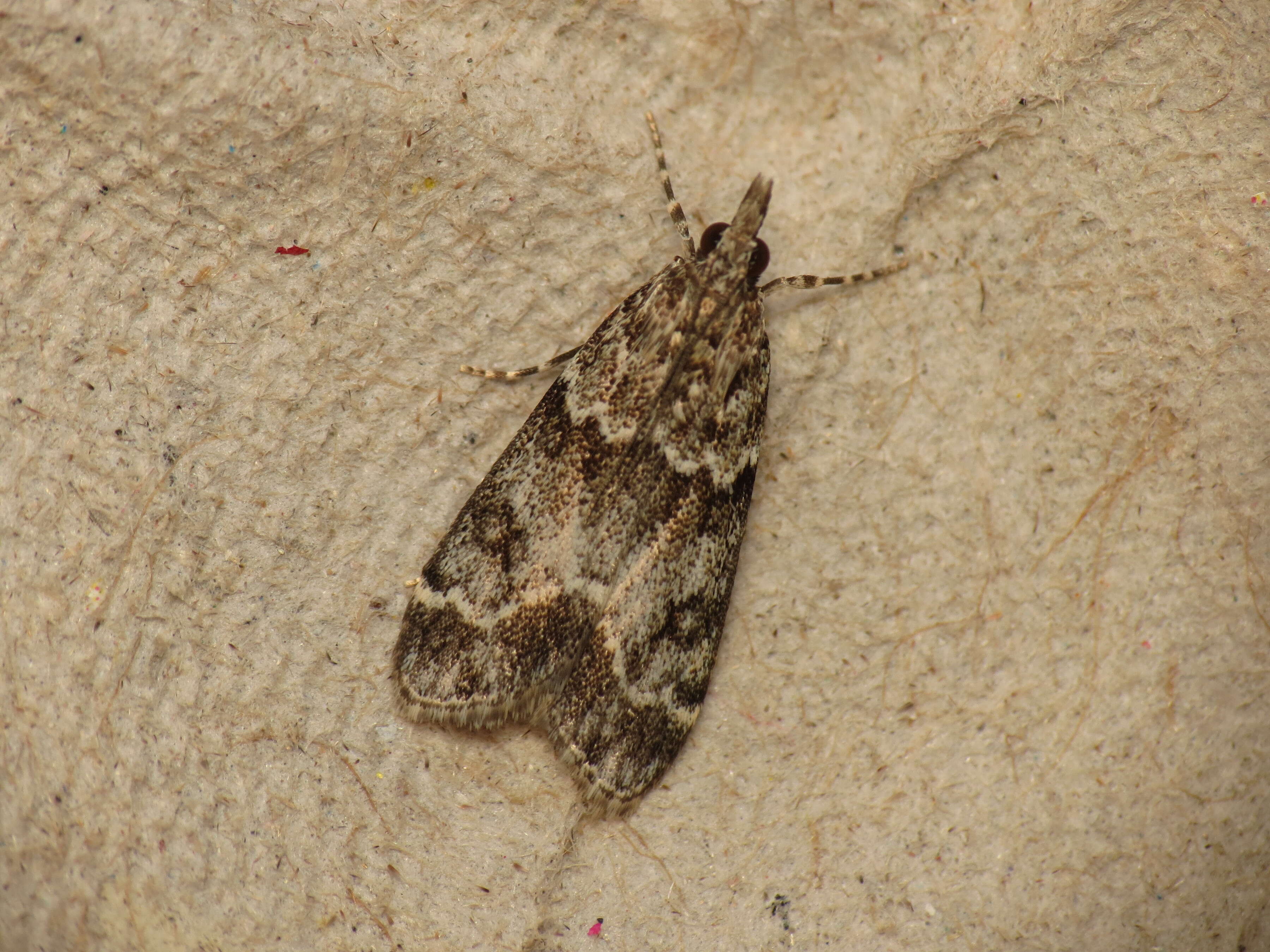 Image of Eudonia mercurella Linnaeus 1758