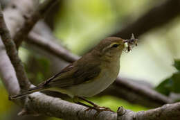 Image of Willow Warbler