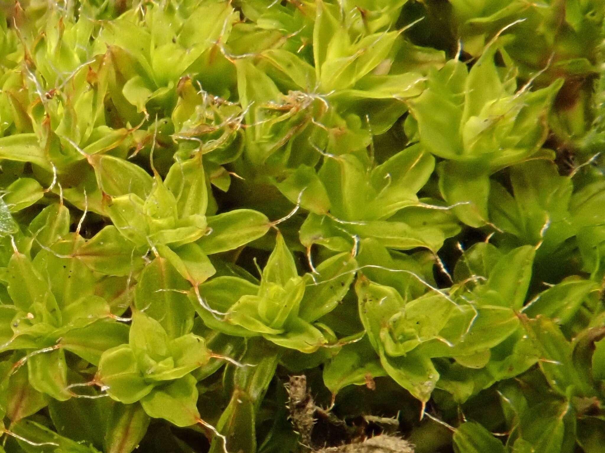 Image of great hairy screw-moss