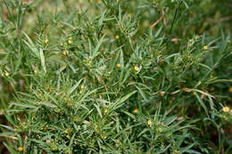 Image of shrubby pencilflower