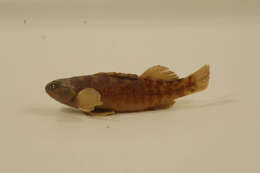 Image of Mud Darter