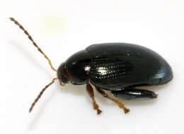 Image of Cabbage-stem flea beetle