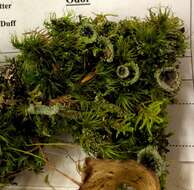 Image of cup lichen