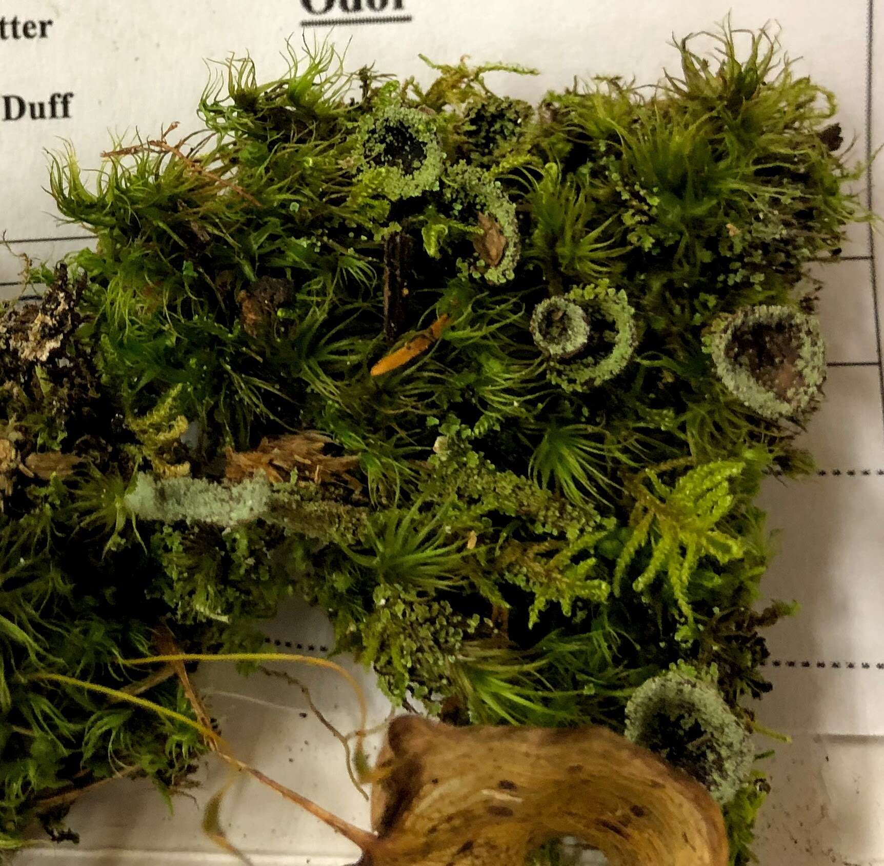 Image of cup lichen