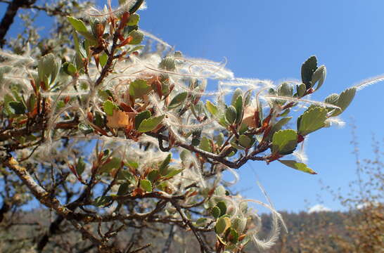 Image of Cercocarpus montanus var. glaber (S. Wats.) F. L. Martin