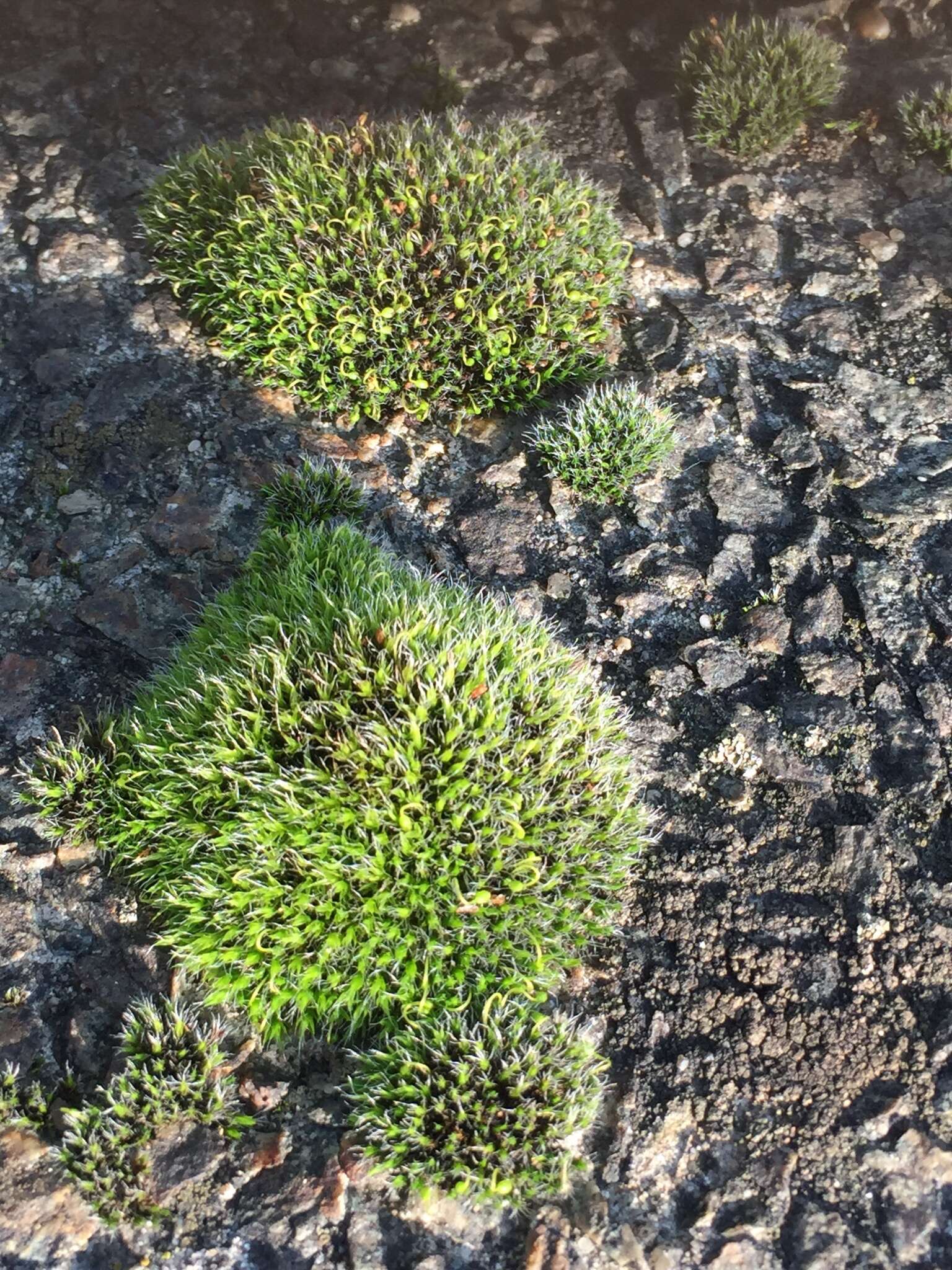 Image of pulvinate dry rock moss