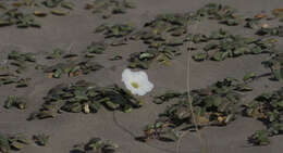 Image of beach morning-glory