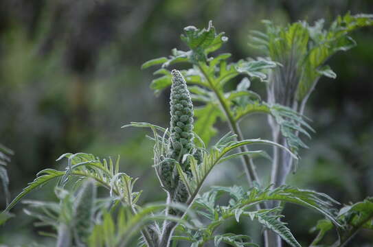 Image of Ambrosia arborescens Mill.