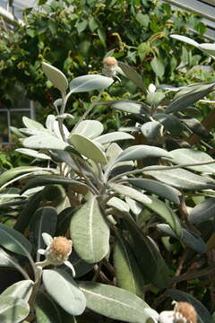 Image of Pachystegia insignis (Hook. fil.) Cheesem.