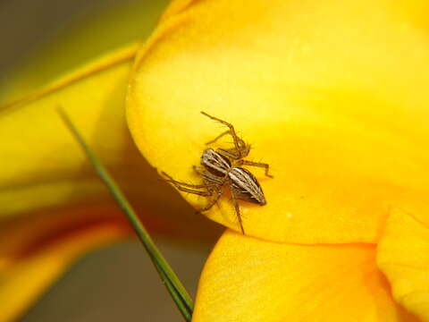 Image of Oxyopes gracilipes (White 1849)