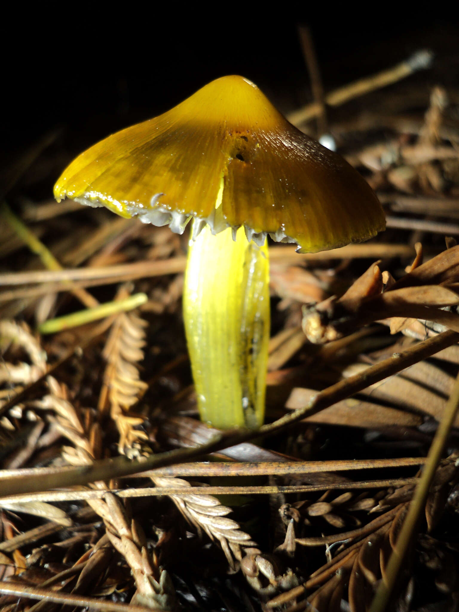 Image of Hygrocybe singeri (A. H. Sm. & Hesler) Singer 1958