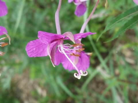 Image of Narrow-Leaf Fireweed