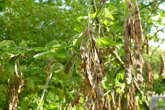 Image of Common Laburnum