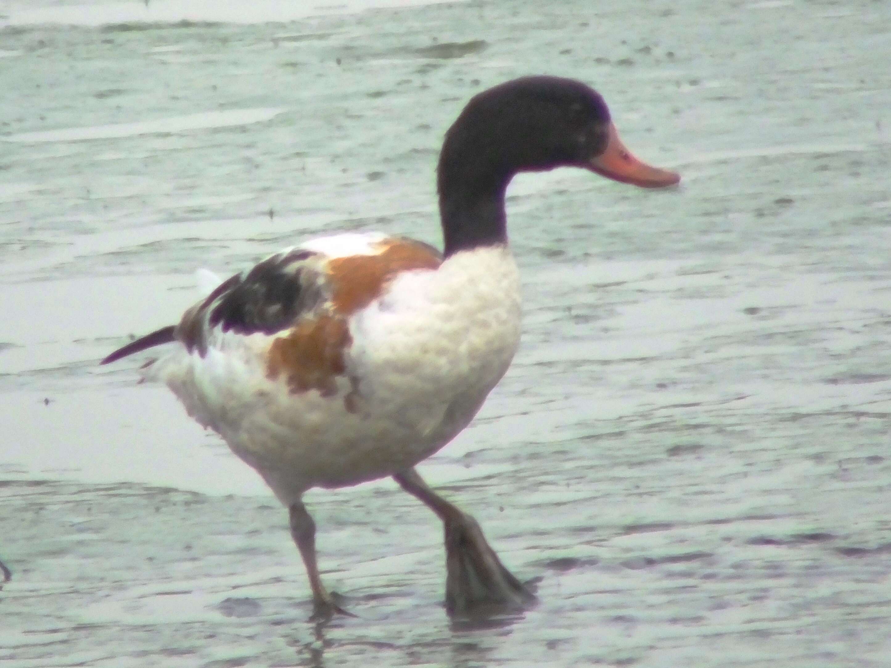 Image of shelduck, common shelduck