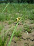 Schoenoplectiella mucronata (L.) J. Jung & H. K. Choi resmi