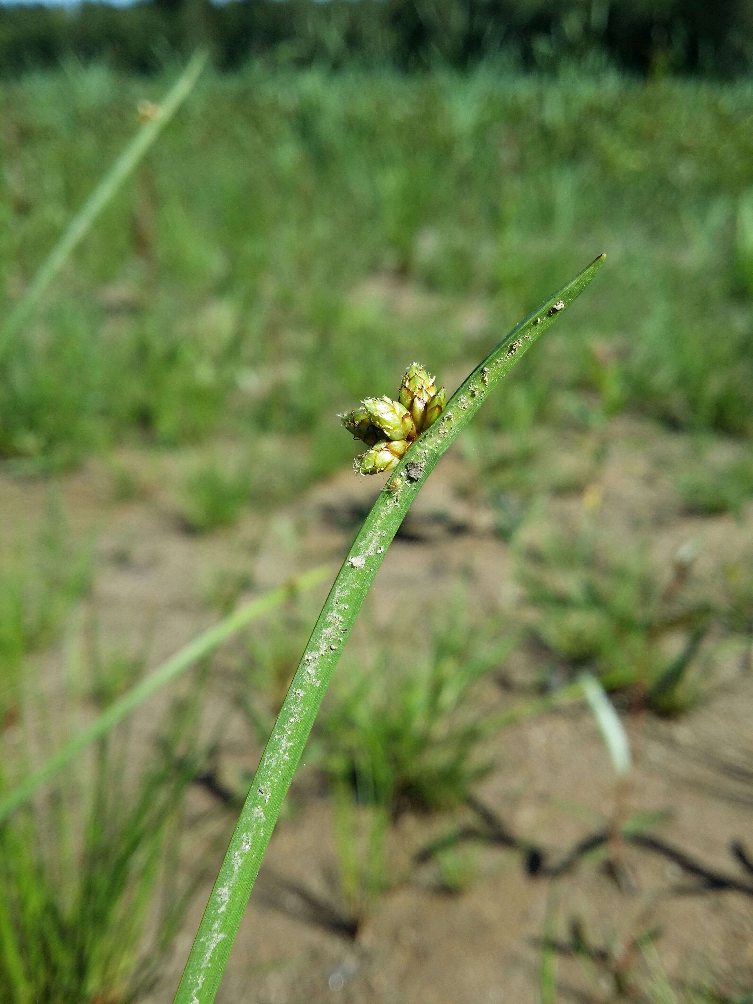 Schoenoplectiella mucronata (L.) J. Jung & H. K. Choi resmi