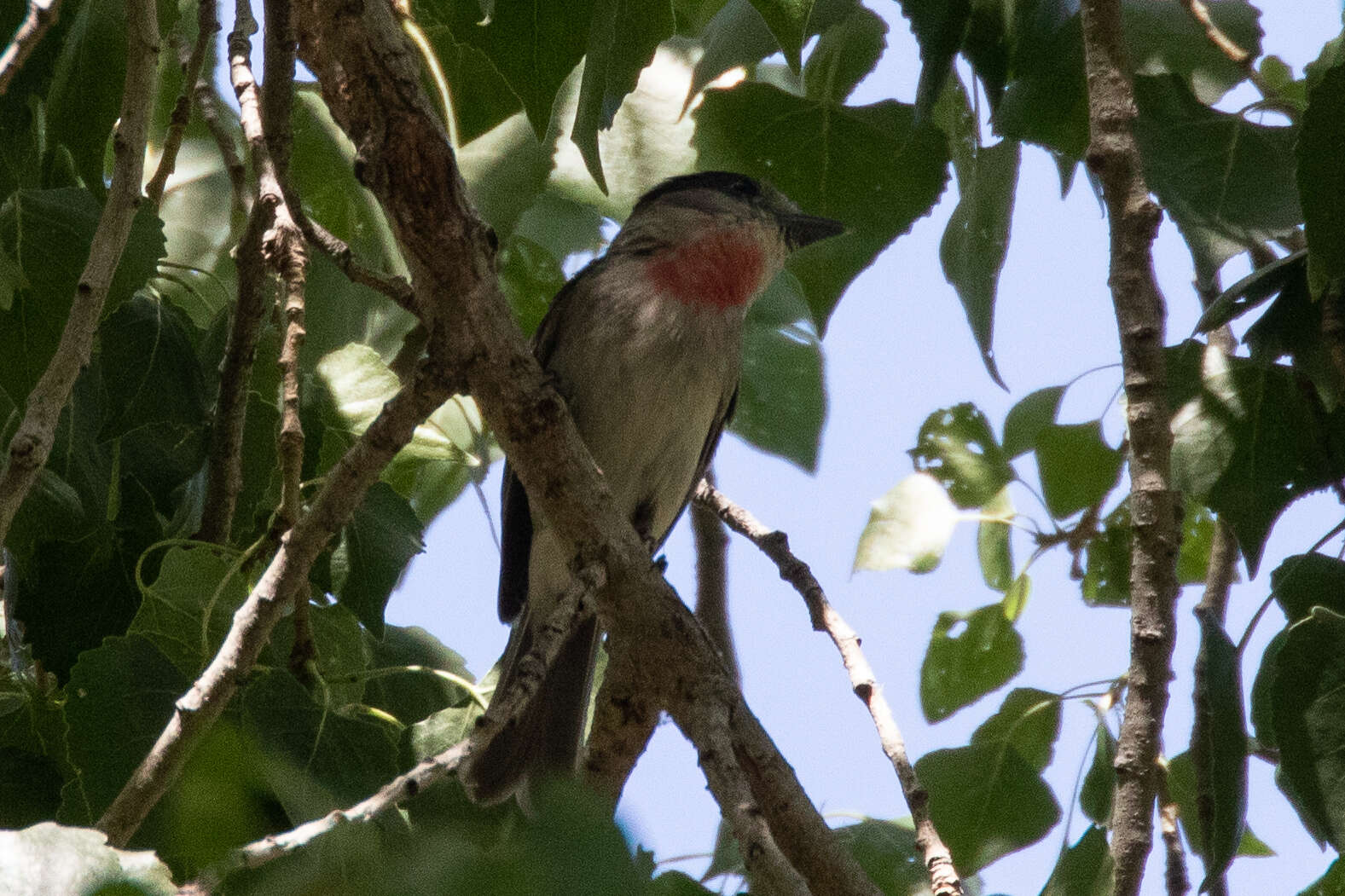 Pachyramphus aglaiae (Lafresnaye 1839) resmi