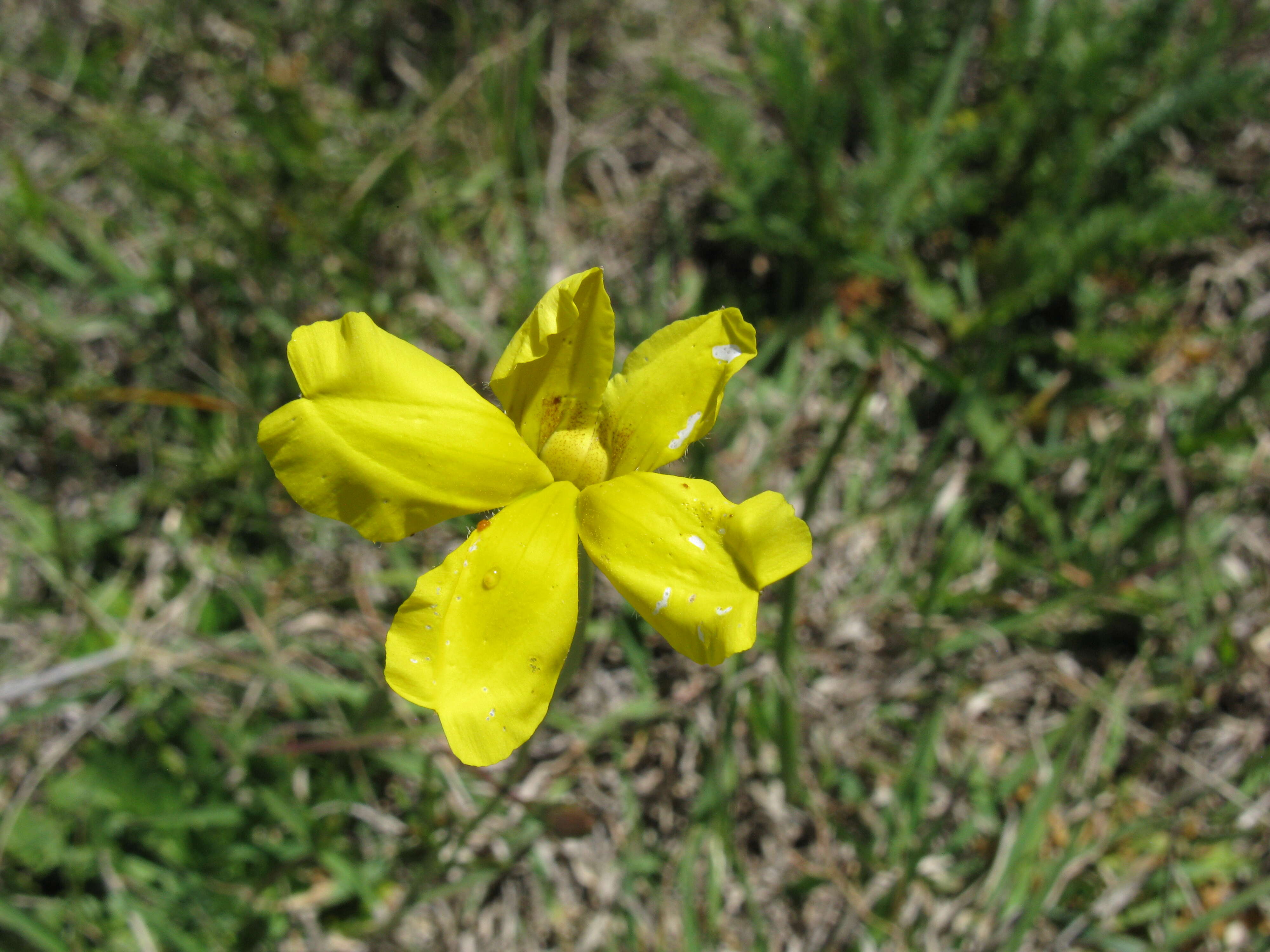 Image of Goodenia pinnatifida Schltdl.