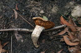 Image of Cortinarius sublargus Cleland 1928