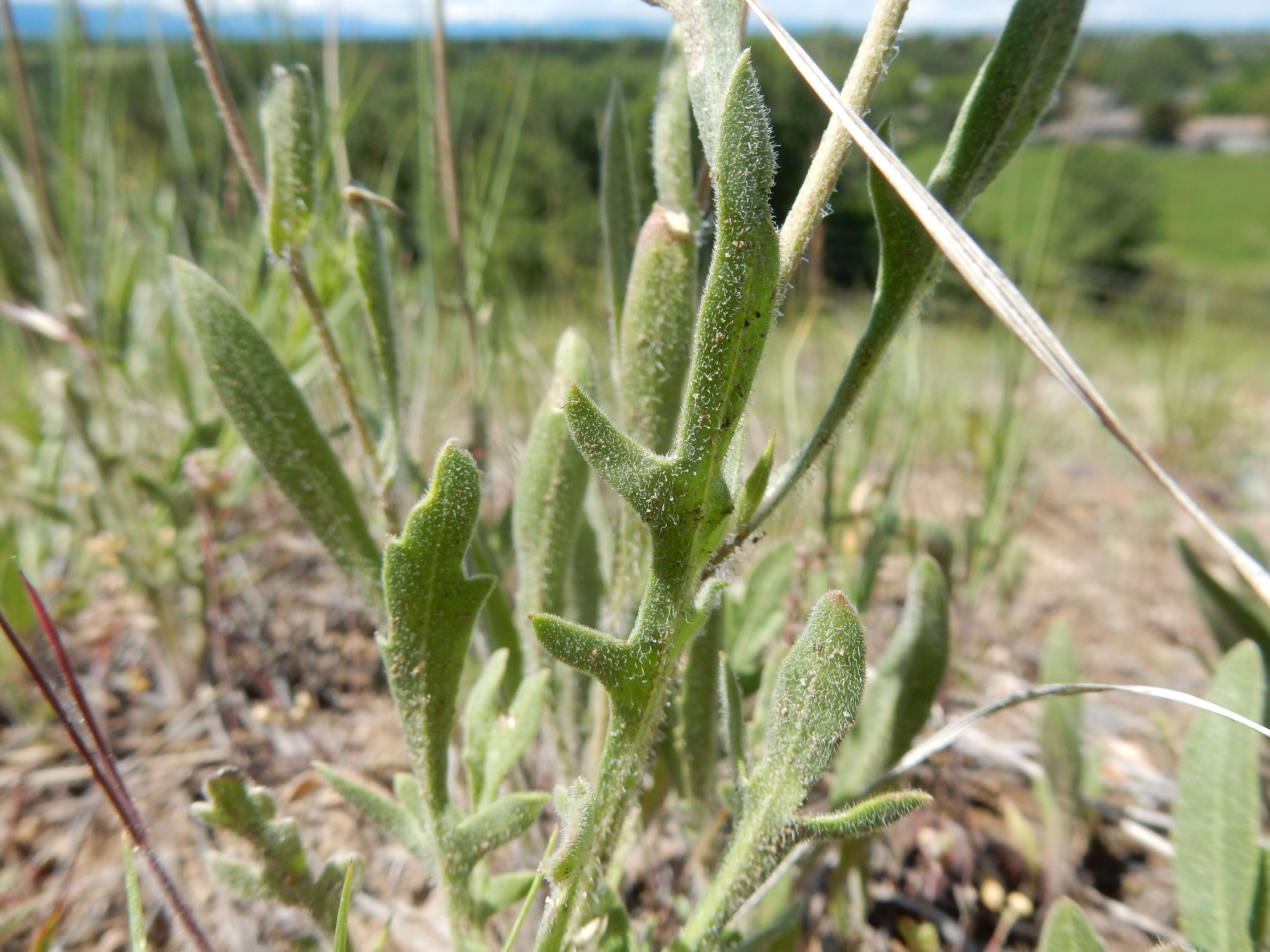 Image of Common perennial gaillardia