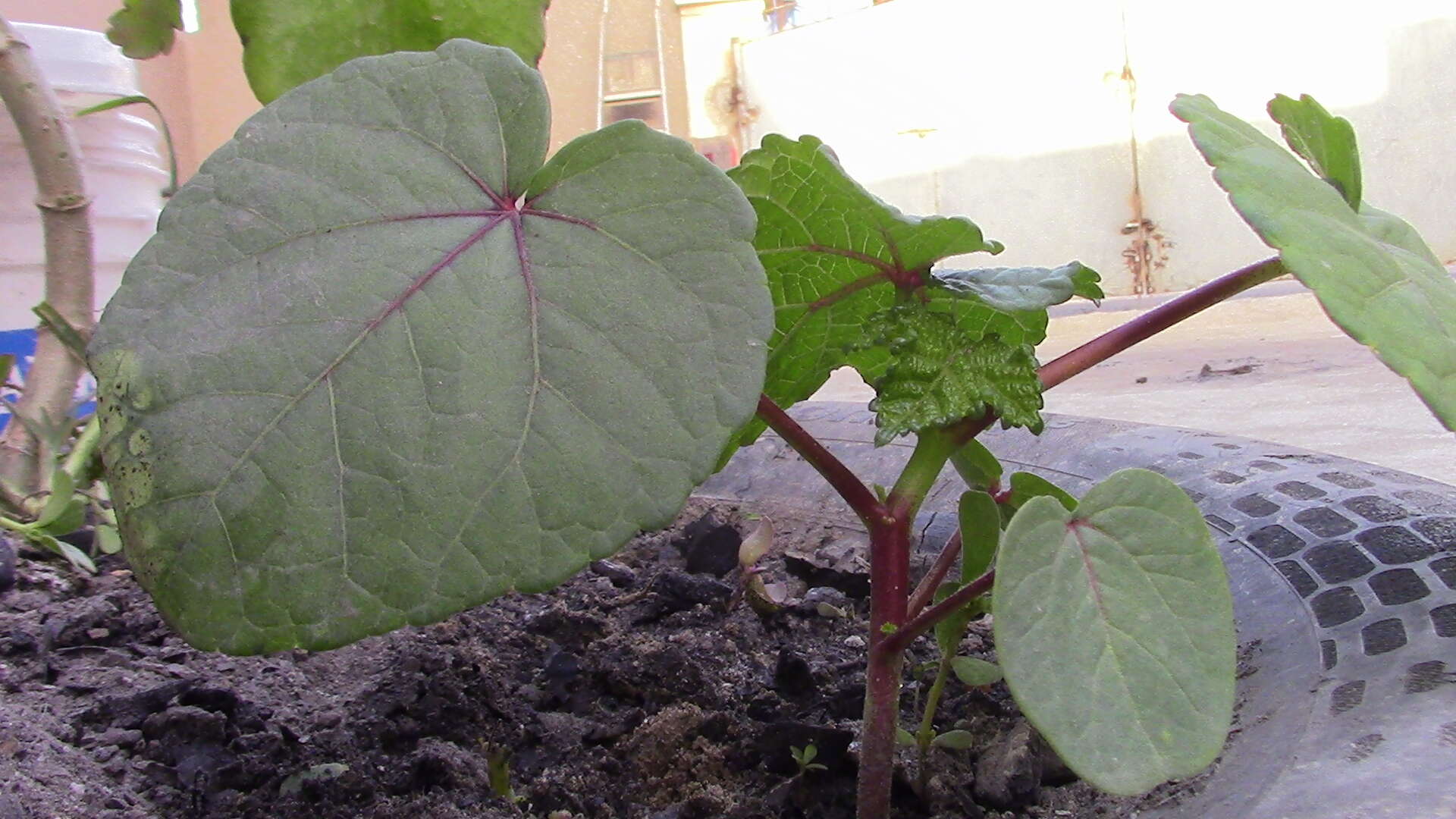 Image of okra