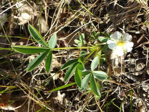 Imagem de Potentilla alba L.