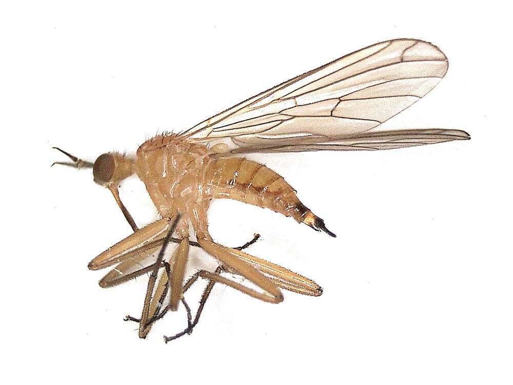 Image of Empis lutea Meigen 1804