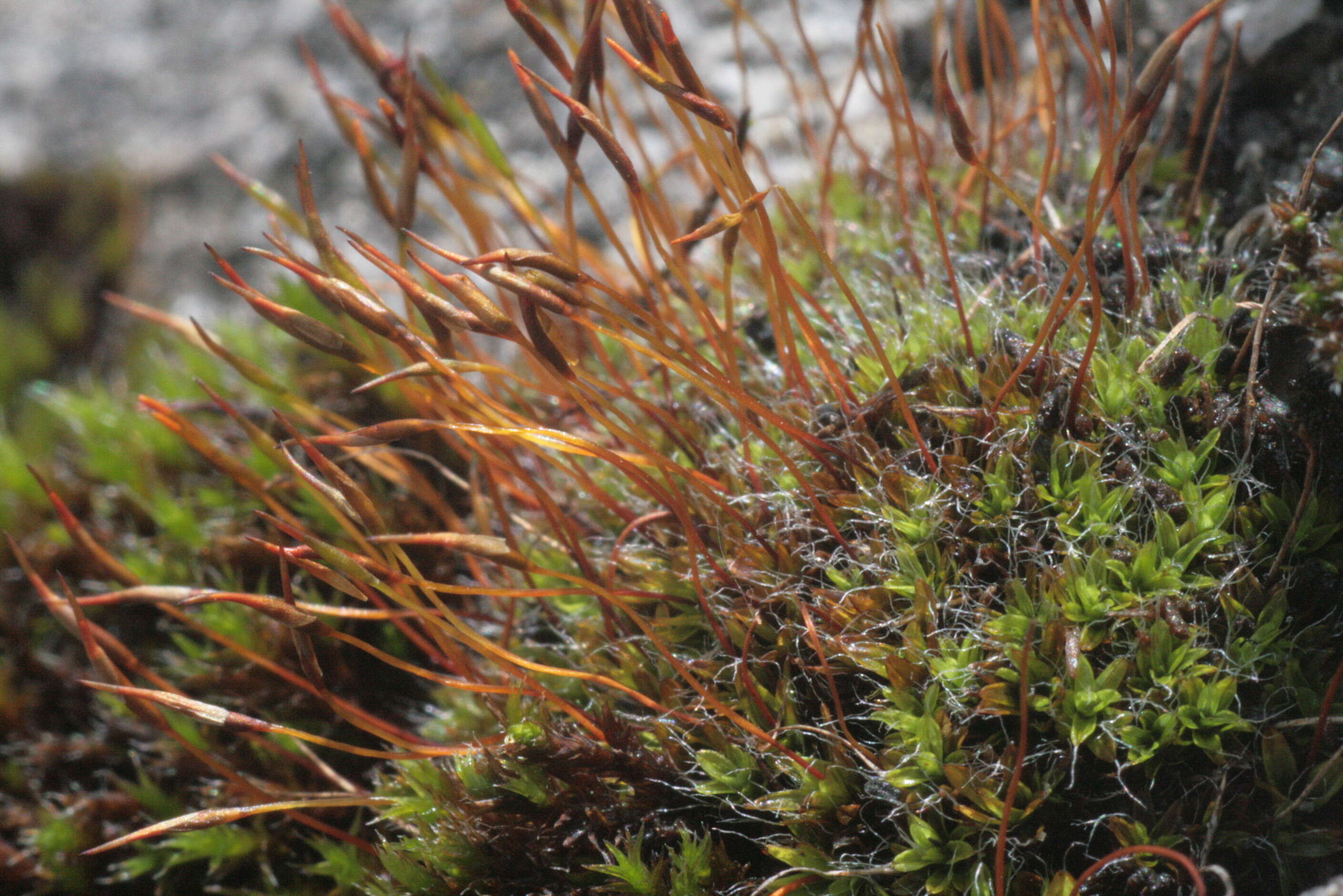 Image of tortula moss