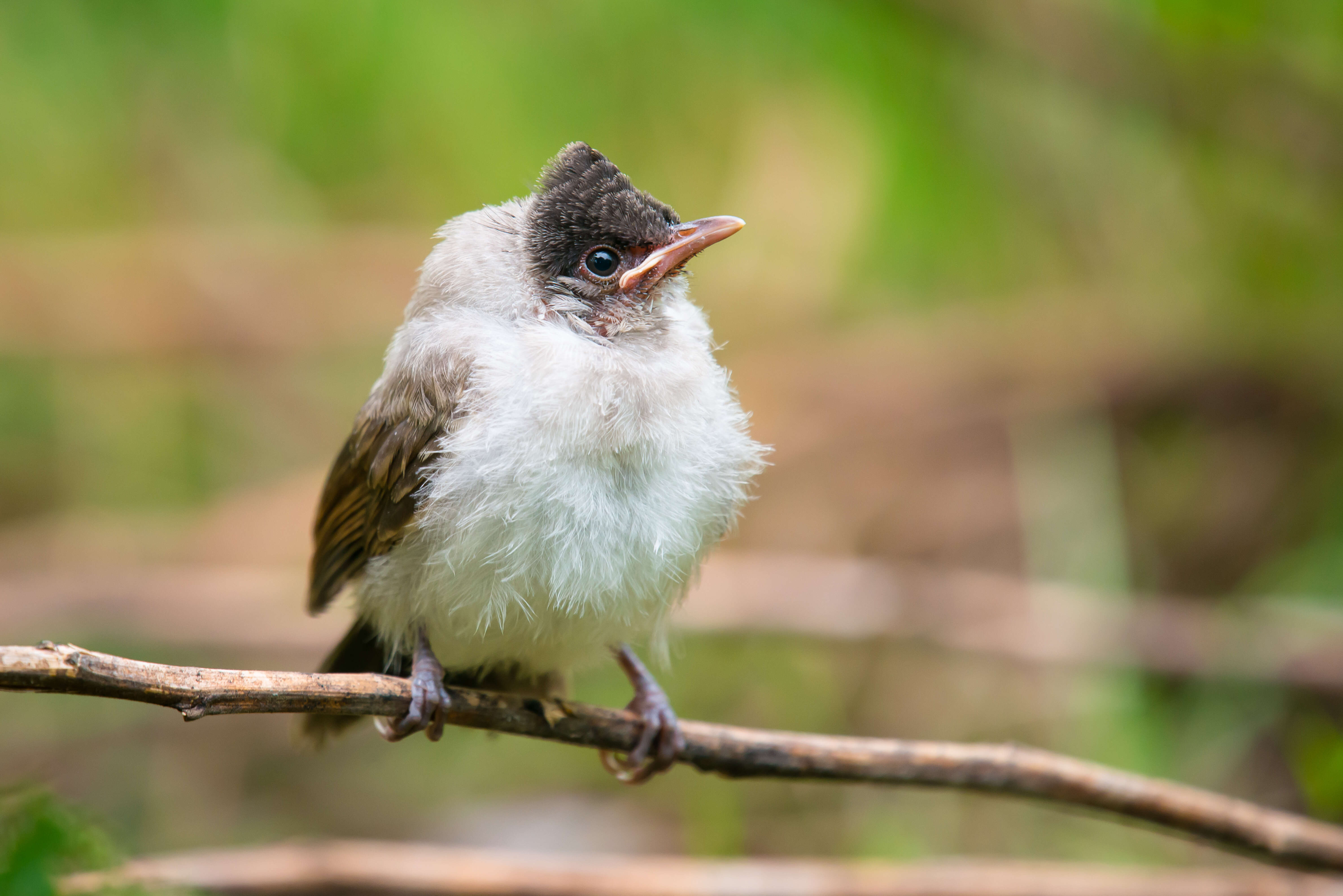 Image of Sooty-headed Bulbul