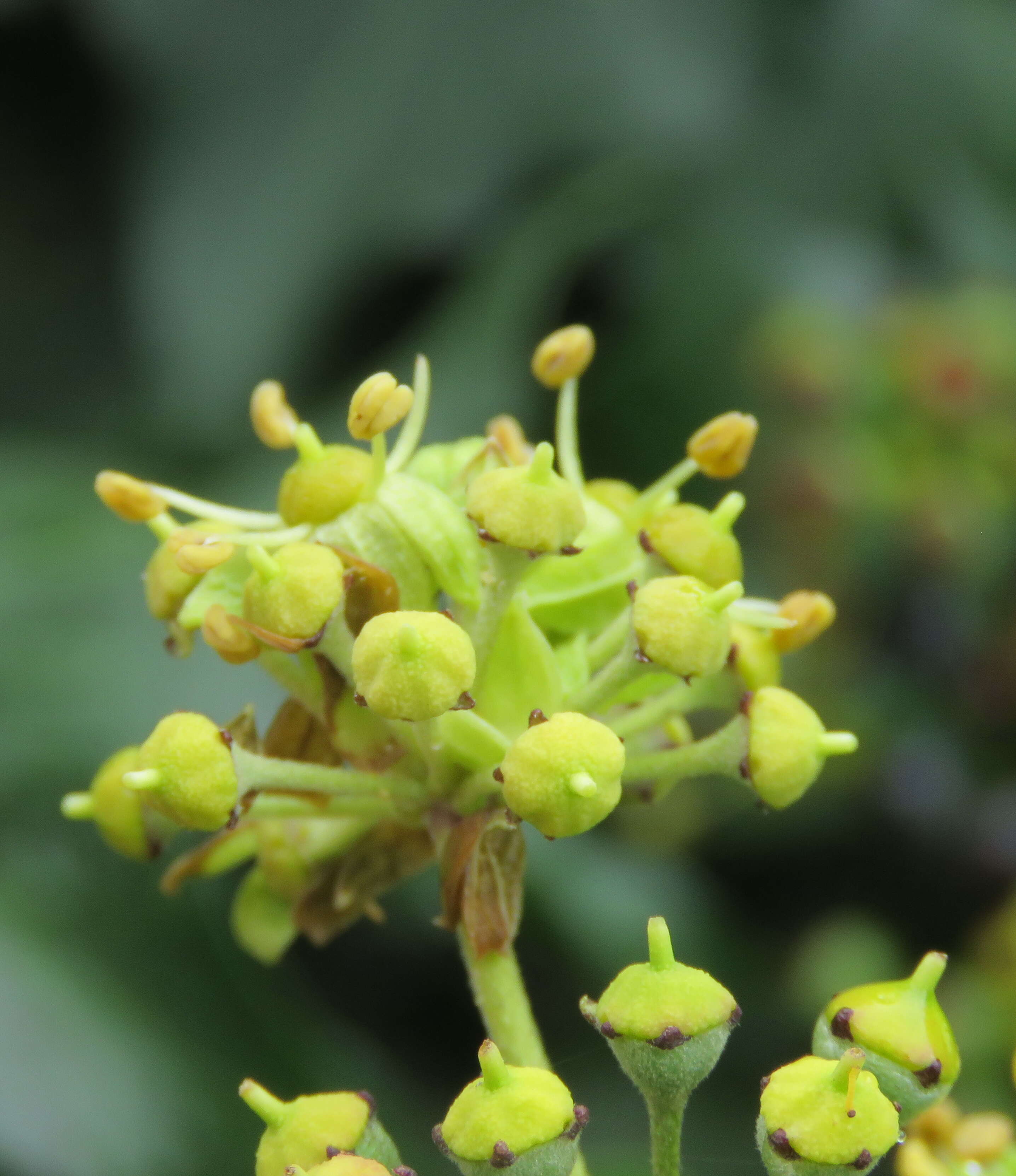 Hedera nepalensis K. Koch resmi