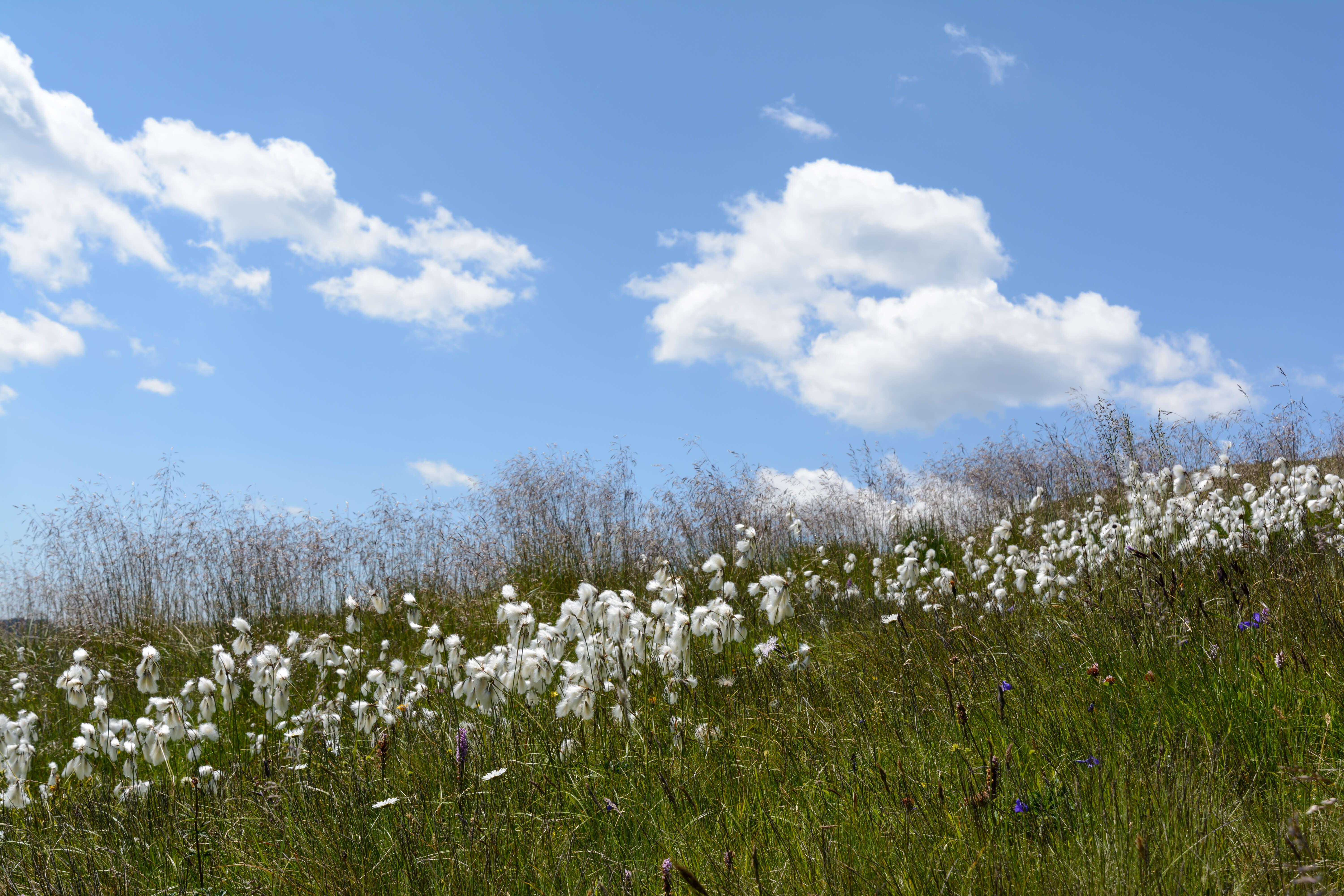 Plancia ëd Eriophorum scheuchzeri Hoppe