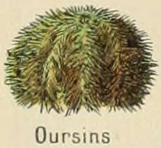 Image de Echinus Linnaeus 1758