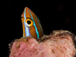 Image of Bluestriped Blenny